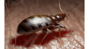 Bed Bug Control