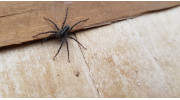 Spider Control