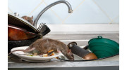 Rodent Control