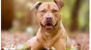 Dog Bite Attorneys