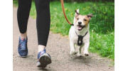 Dog Walking