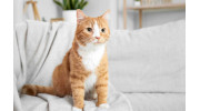 Cat Sitting