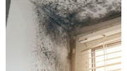 Mold Testing