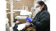 Dental Cleanings (Prophy)