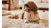Carpet Cleaning