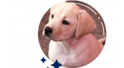 Pet Urine Smell Removal