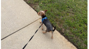 Dog Walking & Poop Clean Up