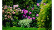 Tree & Shrub Fertilization