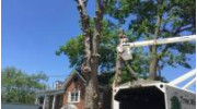 Tree Trimming & Pruning