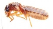 Termites