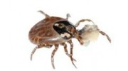 Bed Bugs