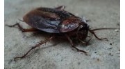 Cockroaches