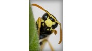 Bee Extermination