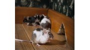 Rodents