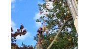 Tree Removal