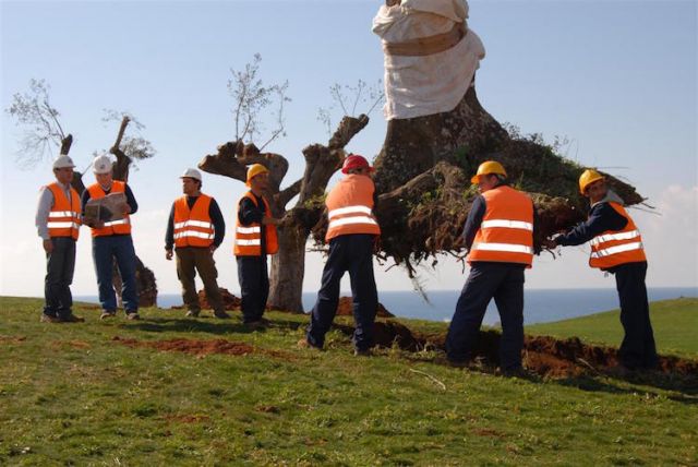 Tree Removal Las Vegas