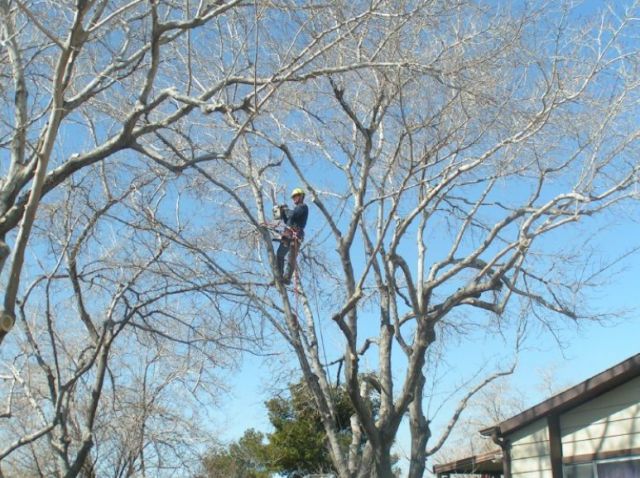 Trimming when the leaves are off