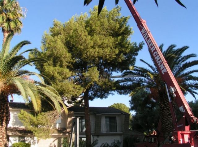Using Crane to help remove and trim trees