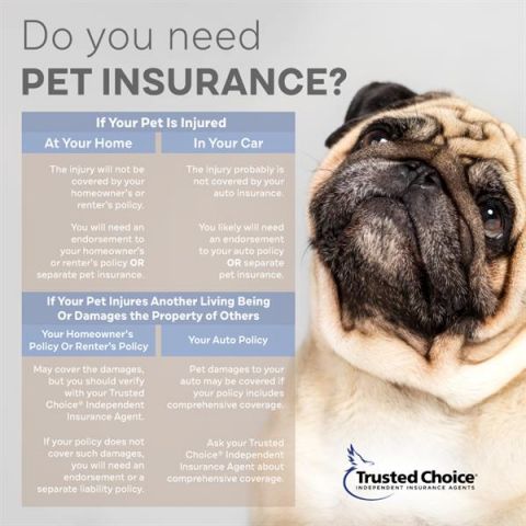 Pet Insurance