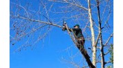 Tree Trimming