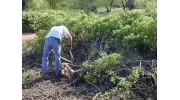 Shrub Trimming and